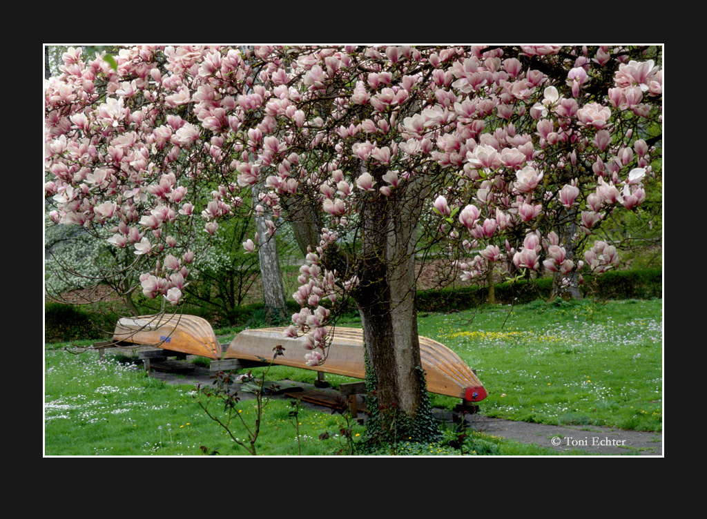 Stiftskähne-magnolienblüte-2009
